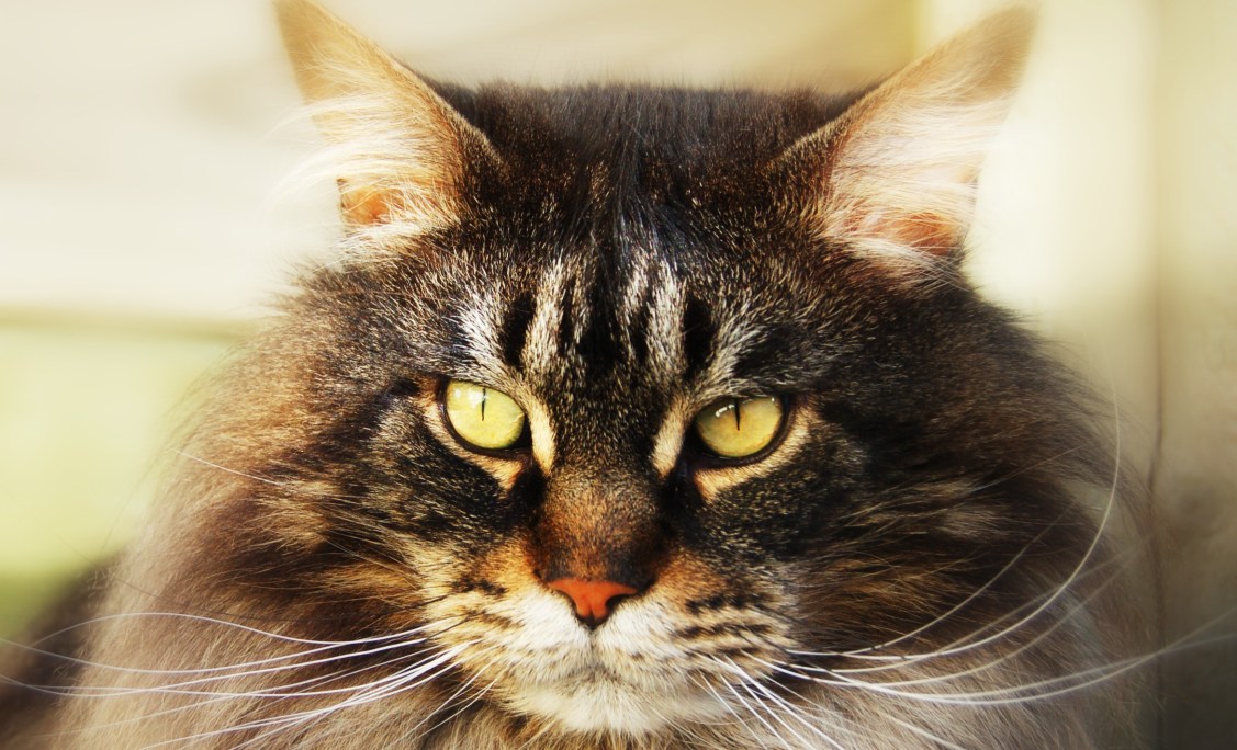 FabulousFinnSoftFocusFace