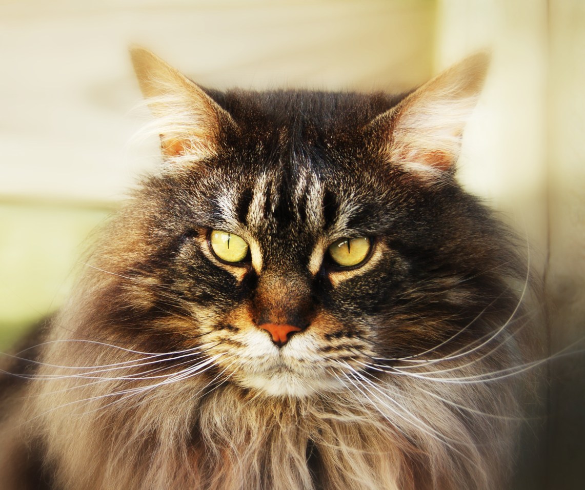 FabulousFinnSoftFocusFace