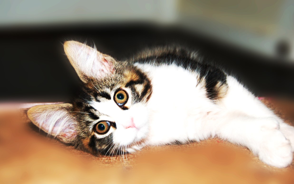 Dragonsong headEdited