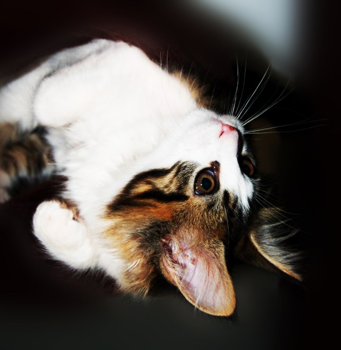 Ice dragon upside downEdited